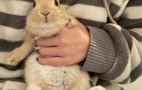 开云-虎兔是什么字